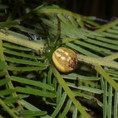 Lehtinelagia prasina at Bruce, ACT - 31 Oct 2025 by AlisonMilton