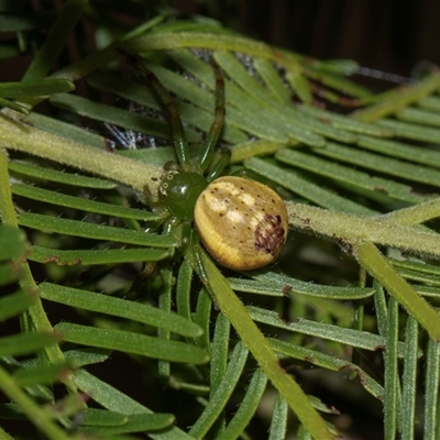 Lehtinelagia prasina at Bruce, ACT - 31 Oct 2025 by AlisonMilton