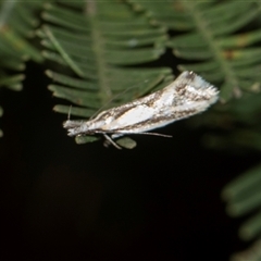Thema macroscia (A Concealer moth (Chezala group) at Bruce, ACT - 31 Oct 2025 by AlisonMilton
