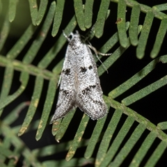 Heterozyga coppatias (Chezela group) at Bruce, ACT - 31 Oct 2025 by AlisonMilton