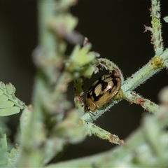 Peltoschema hamadryas (Hamadryas leaf beetle) at Bruce, ACT - 31 Oct 2025 by AlisonMilton