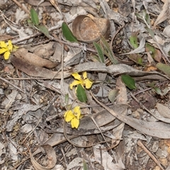 Goodenia hederacea (Ivy Goodenia) at Bruce, ACT - 31 Oct 2025 by AlisonMilton