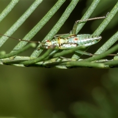 Unverified Other true bug at Bruce, ACT - 31 Oct 2025 by AlisonMilton