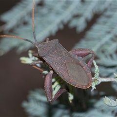Amorbus (genus) (Eucalyptus Tip bug) at Bruce, ACT - 31 Oct 2025 by AlisonMilton