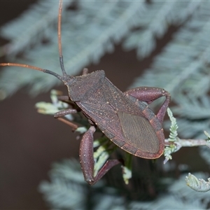 Amorbus (genus) (Eucalyptus Tip bug) at Bruce, ACT - 31 Oct 2025 by AlisonMilton