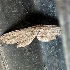 Ectropis excursaria (Common Bark Moth) at Aranda, ACT - 3 Nov 2025 by KMcCue