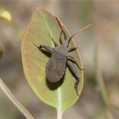 Amorbus (genus) (Eucalyptus Tip bug) at Weetangera, ACT - 2 Nov 2025 by AlisonMilton