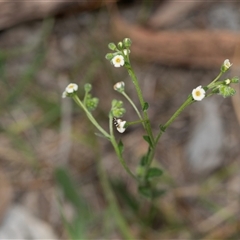 Hackelia suaveolens (Sweet Hounds Tongue) at Bruce, ACT - 31 Oct 2025 by AlisonMilton