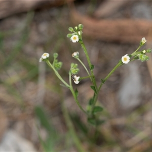 Hackelia suaveolens (Sweet Hounds Tongue) at Bruce, ACT - 31 Oct 2025 by AlisonMilton
