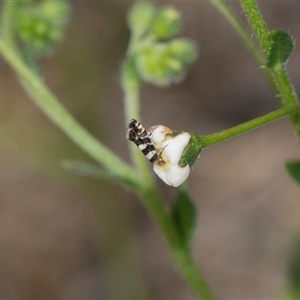 Glyphipterix meteora (A Sedge Moth) at Bruce, ACT - 31 Oct 2025 by AlisonMilton