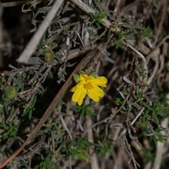 Hibbertia calycina (Lesser Guinea-flower) at Bruce, ACT - 31 Oct 2025 by AlisonMilton