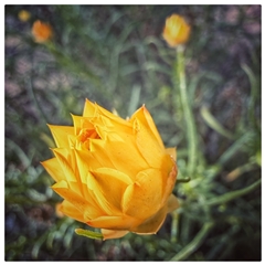 Xerochrysum viscosum (Sticky Everlasting) at Torrens, ACT - 3 Nov 2025 by AlanH