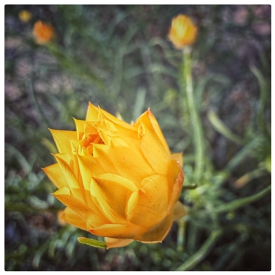 Xerochrysum viscosum (Sticky Everlasting) at Torrens, ACT - 3 Nov 2025 by AlanH