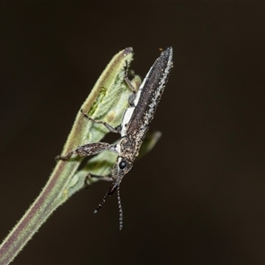 Rhinotia sparsa at Bruce, ACT - 31 Oct 2025 by AlisonMilton