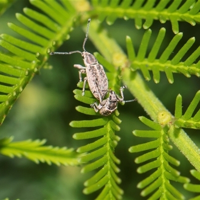 Unverified Weevil (Curculionoidea) at Bruce, ACT - 31 Oct 2025 by AlisonMilton