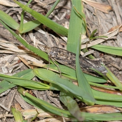 Crocydopora cinigerella (A Pyralid moth) at Bruce, ACT - 31 Oct 2025 by AlisonMilton