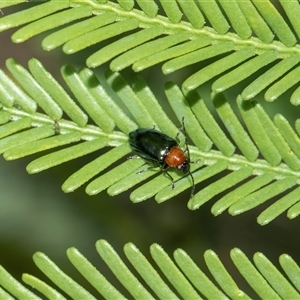 Adoxia benallae (Leaf beetle) at Bruce, ACT - 31 Oct 2025 by AlisonMilton