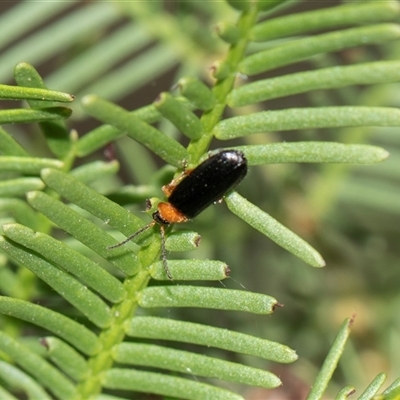 Cantharidae (family) (Soldier beetle) at Bruce, ACT - 31 Oct 2025 by AlisonMilton