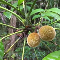 Didymocheton setosus at Kamerunga, QLD - 21 Aug 2024 by JasonPStewart