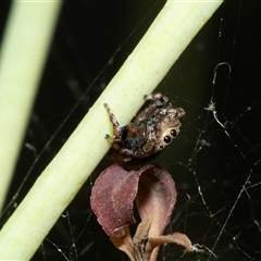 Simaethula sp. (genus) (A jumping spider) at Weetangera, ACT - 2 Nov 2025 by AlisonMilton