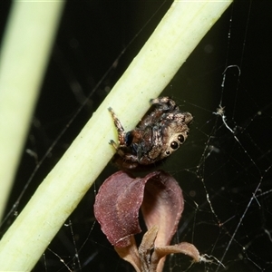 Simaethula sp. (genus) (A jumping spider) at Weetangera, ACT - 2 Nov 2025 by AlisonMilton