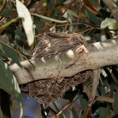 Rhipidura leucophrys by AlisonMilton