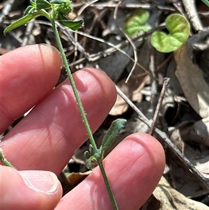 Centipeda sp. at Kangaroo Valley, NSW - Yesterday by lbradley