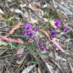 Swainsona recta (Small Purple Pea) by Shazw