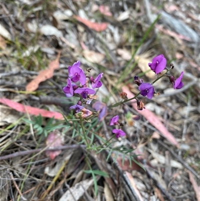 Swainsona recta (Small Purple Pea) at  - suppressed by Shazw