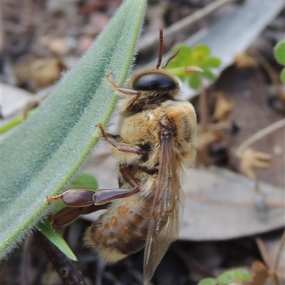 Apis mellifera (European honey bee) at Ngunnawal, ACT - 1 Nov 2025 by MichaelBedingfield