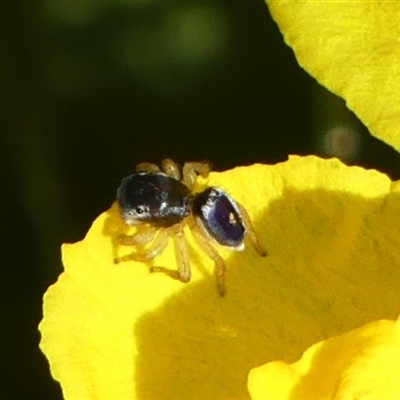 Maratus hesperus (Venus Peacock Spider) at Braemar, NSW - 3 Nov 2025 by Curiosity