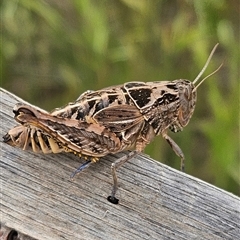 Perunga ochracea (Perunga grasshopper, Cross-dressing Grasshopper) at Whitlam, ACT - 3 Nov 2025 by Wolfdogg