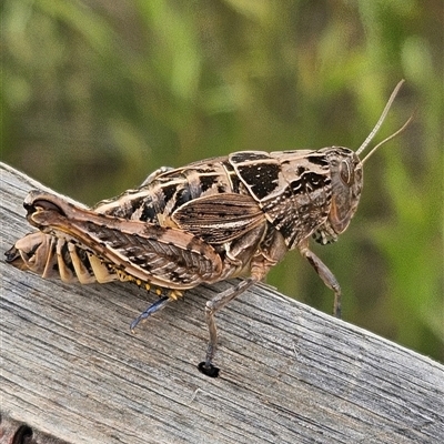 Perunga ochracea (Perunga grasshopper, Cross-dressing Grasshopper) at Whitlam, ACT - 3 Nov 2025 by Wolfdogg