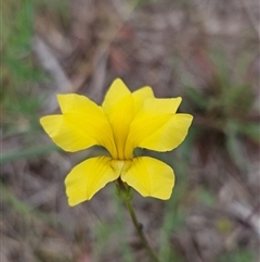 Goodenia pinnatifida (Scrambled Eggs) at Oaks Estate, ACT - 3 Nov 2025 by BrianSummers