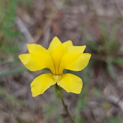 Goodenia pinnatifida (Scrambled Eggs) at Oaks Estate, ACT - 3 Nov 2025 by BrianSummers