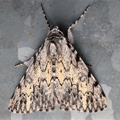 Rhuma divergens (Beautiful Grey) at Bulli, NSW - 23 Oct 2025 by jb2602