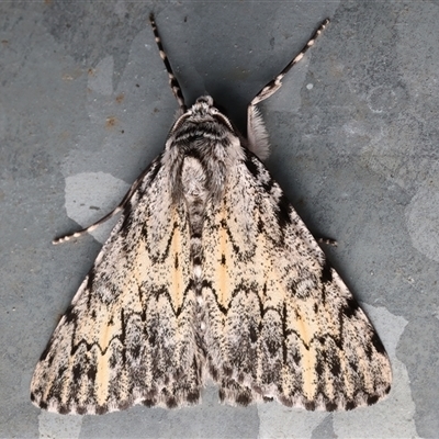 Rhuma divergens (Beautiful Grey) at Bulli, NSW - 23 Oct 2025 by jb2602