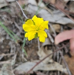Hibbertia obtusifolia (Grey Guinea-flower) at Oaks Estate, ACT - 3 Nov 2025 by BrianSummers