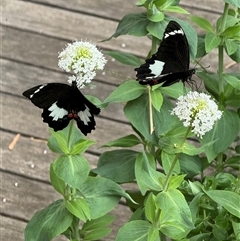 Papilio aegeus (Orchard Swallowtail, Large Citrus Butterfly) at Hackett, ACT - 3 Nov 2025 by Louisab