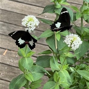 Papilio aegeus (Orchard Swallowtail, Large Citrus Butterfly) at Hackett, ACT - Today by Louisab