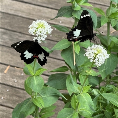 Papilio aegeus (Orchard Swallowtail, Large Citrus Butterfly) at Hackett, ACT - 3 Nov 2025 by Louisab