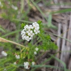 Asperula conferta (Common Woodruff) at Queanbeyan East, NSW - 3 Nov 2025 by BrianSummers
