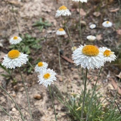 Leucochrysum albicans subsp. tricolor (Hoary Sunray) at Fadden, ACT - 2 Nov 2025 by Shazw