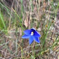 Thelymitra simulata (Graceful Sun-orchid) at Acton, ACT - 3 Nov 2025 by Jenny54