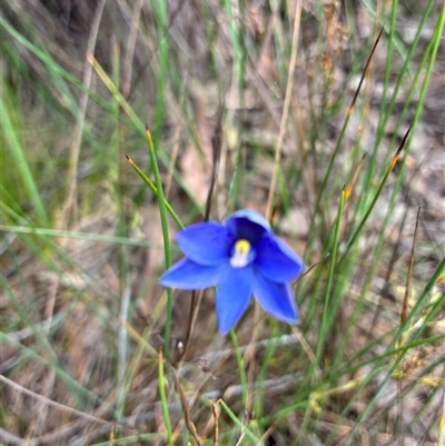 Thelymitra simulata (Graceful Sun-orchid) at Acton, ACT - 3 Nov 2025 by Jenny54