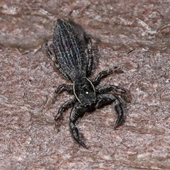 Holoplatys planissima at Yarralumla, ACT - 2 Nov 2025 by TimL