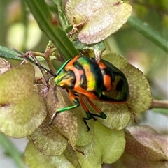 Scutiphora pedicellata (Metallic Jewel Bug) at Torrens, ACT - 3 Nov 2025 by JillianM