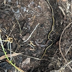 Caenoplana variegata (Two-tone Planarian) by SarahE