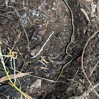 Caenoplana variegata (Two-tone Planarian) at  - suppressed by SarahE