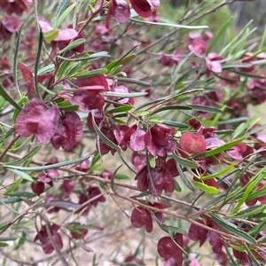 Dodonaea viscosa subsp. angustissima (Hop Bush) at Kambah, ACT - Yesterday by JillianM